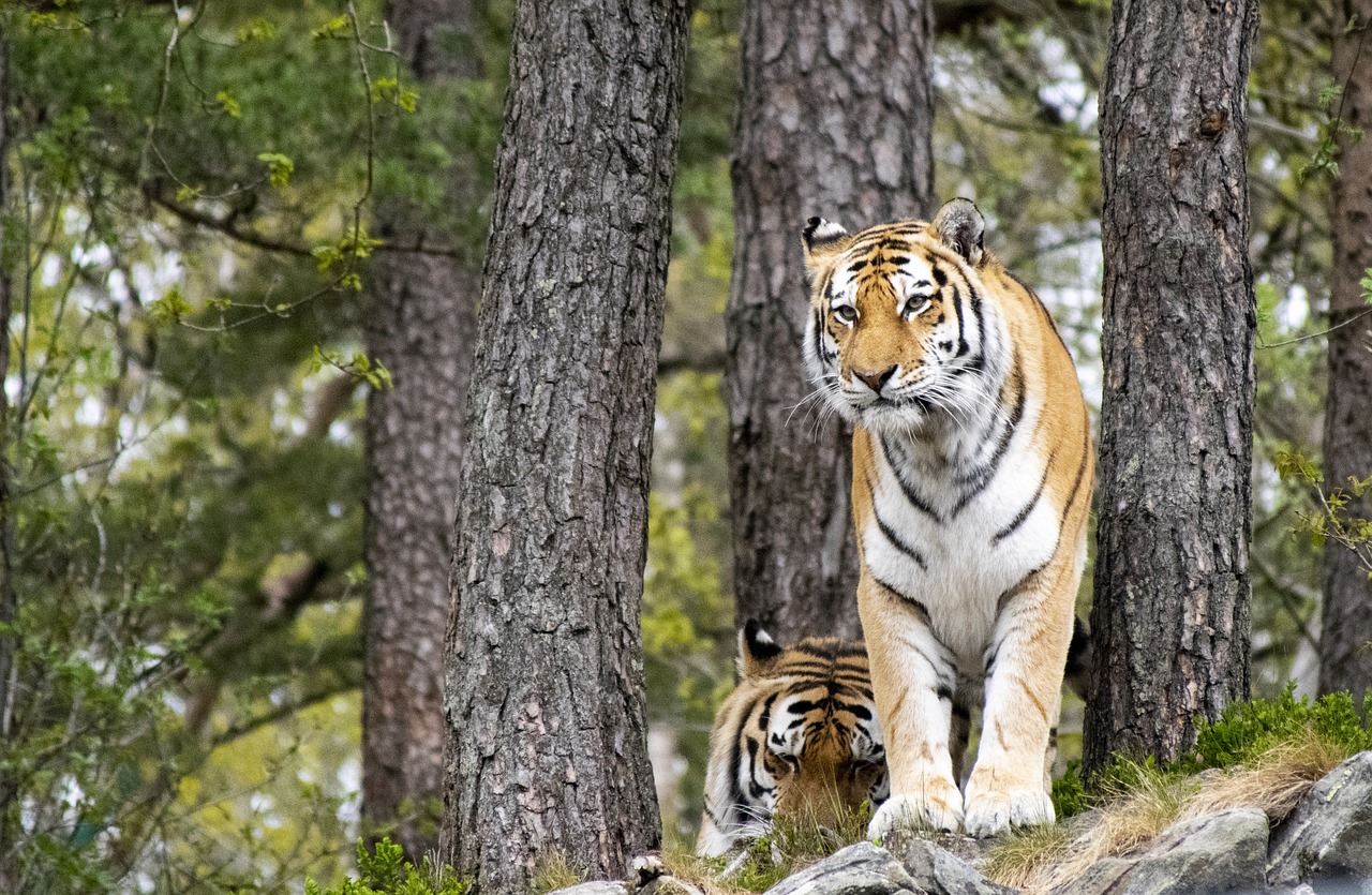 tiger, animal, mammal