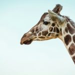 photo of a giraffe