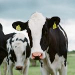 white and black cow on green grass field during daytime