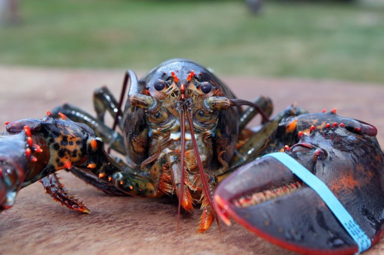 lobster, maine, crustacaen