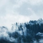 Green Pine Trees Covered With Fogs Under White Sky during Daytime