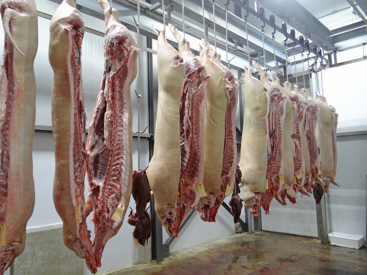 pig, pork, slaughterhouse