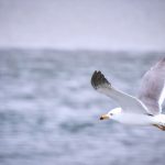 white bird flying over the sea