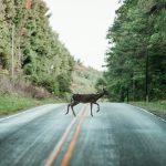 brown deer on gray asphalt road during daytime