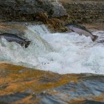 gray fish on water during daytime