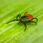 a red and black bug on a green leaf