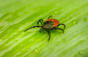 a red and black bug on a green leaf