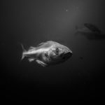 grayscale photo of fish in water