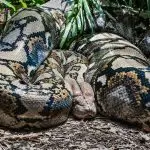 brown and black snake on ground