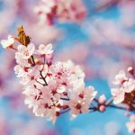 selective focus photography of pink cherry blossoms