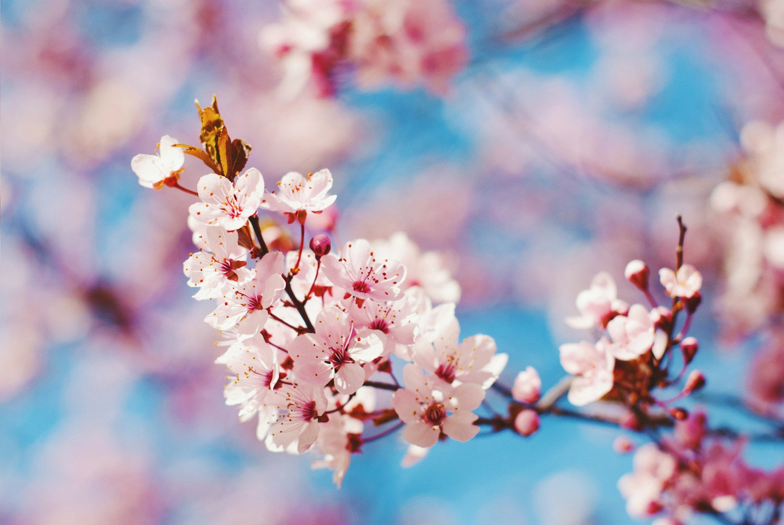 selective focus photography of pink cherry blossoms