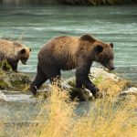 a couple of bears walking across a river