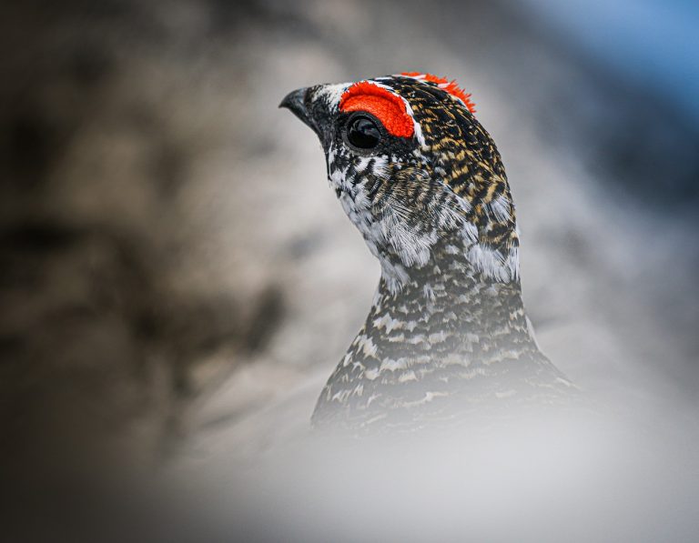 lagopus muta, hen, partridge