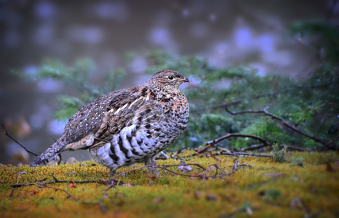 grouse, bird, animal