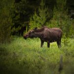 selective focus photography of brown moose surrounded by trees