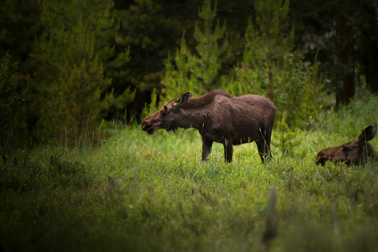 selective focus photography of brown moose surrounded by trees