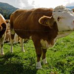 Herd of Cows Grazing on Grass