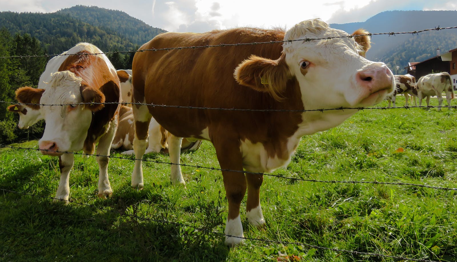 Herd of Cows Grazing on Grass