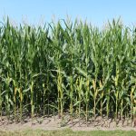 fields, corn, agriculture