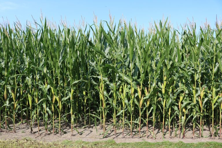 fields, corn, agriculture