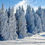 wintry, snow, firs