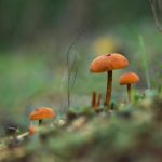 brown mushrooms on green grass during daytime