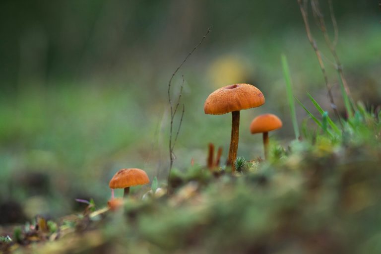 brown mushrooms on green grass during daytime