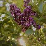 a bunch of purple flowers growing on a tree