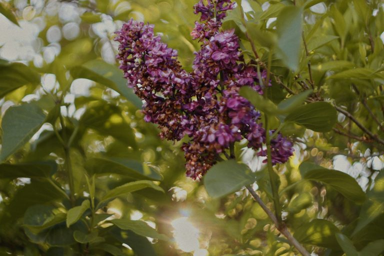 a bunch of purple flowers growing on a tree