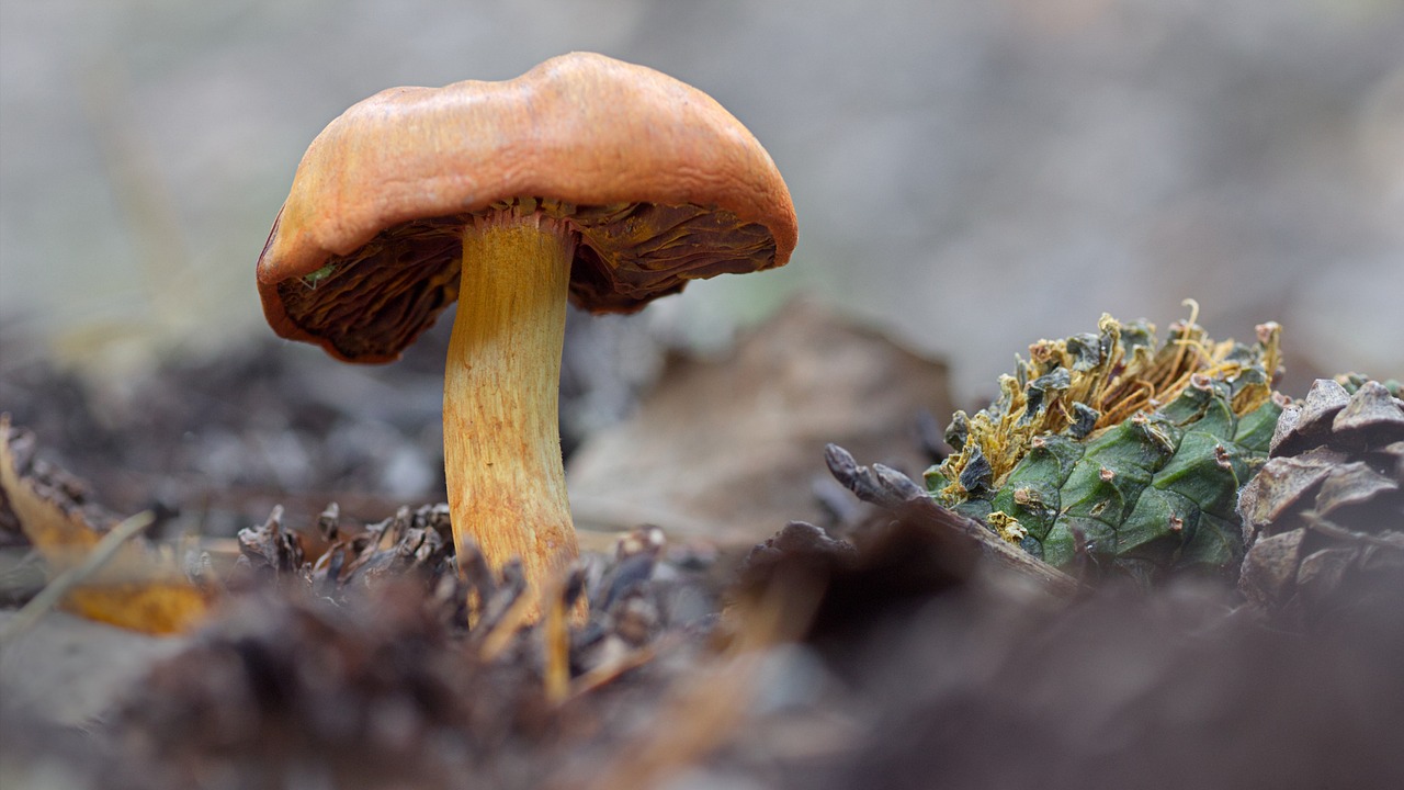 mushroom, fungus, toadstool