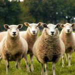 four lambs on ground