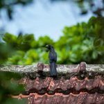 black bird on the roof