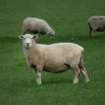 brown sheep on green lawn grasses at daytime