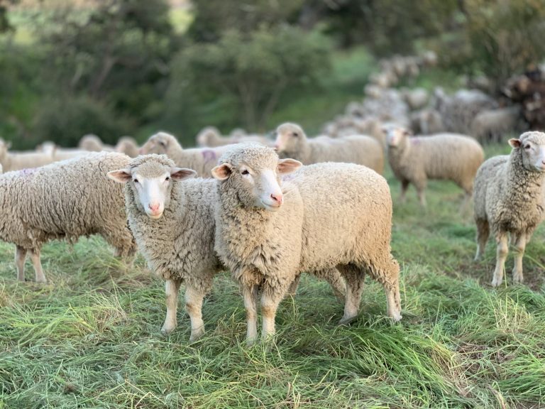 a herd of sheep standing on top of a lush green field