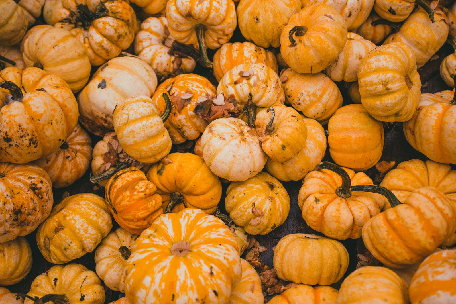 Close up on Pumpkins