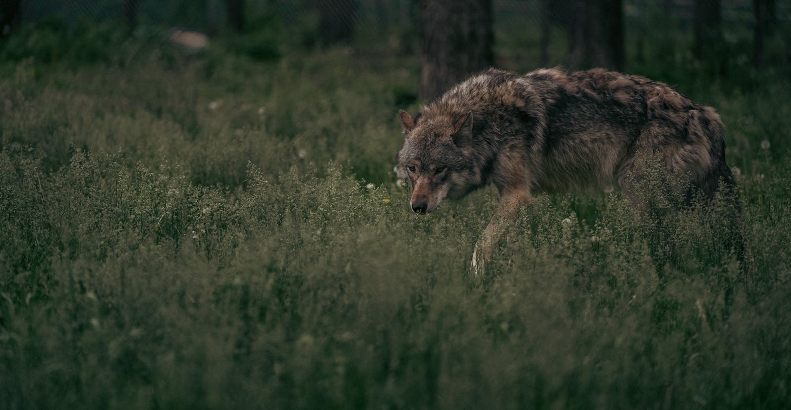 Wolf in Grass