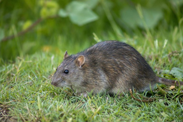 Brown Rat on the Grass