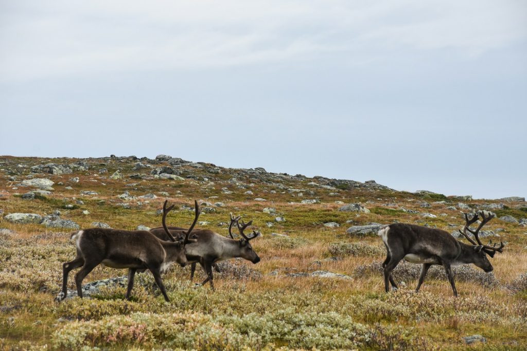 Mange villrein på en bakke i Norge