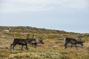 Mange villrein på en bakke i Norge