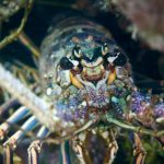 a close up of a crab on a coral