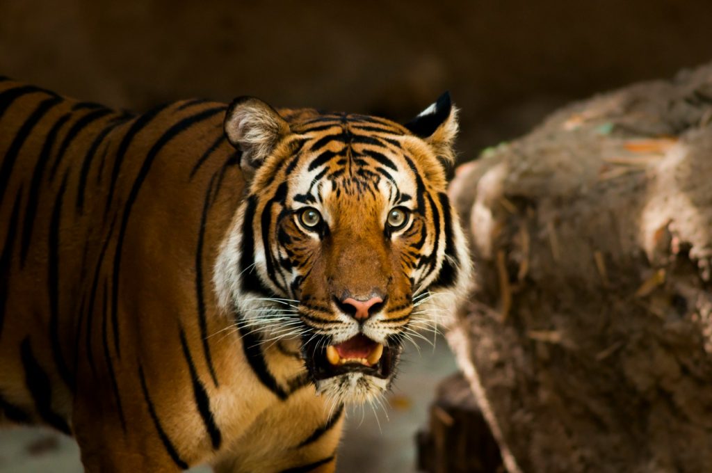 En tiger ser mot kameria