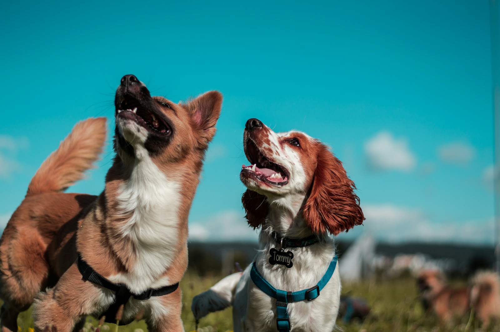 Hunden som ser opp til en person