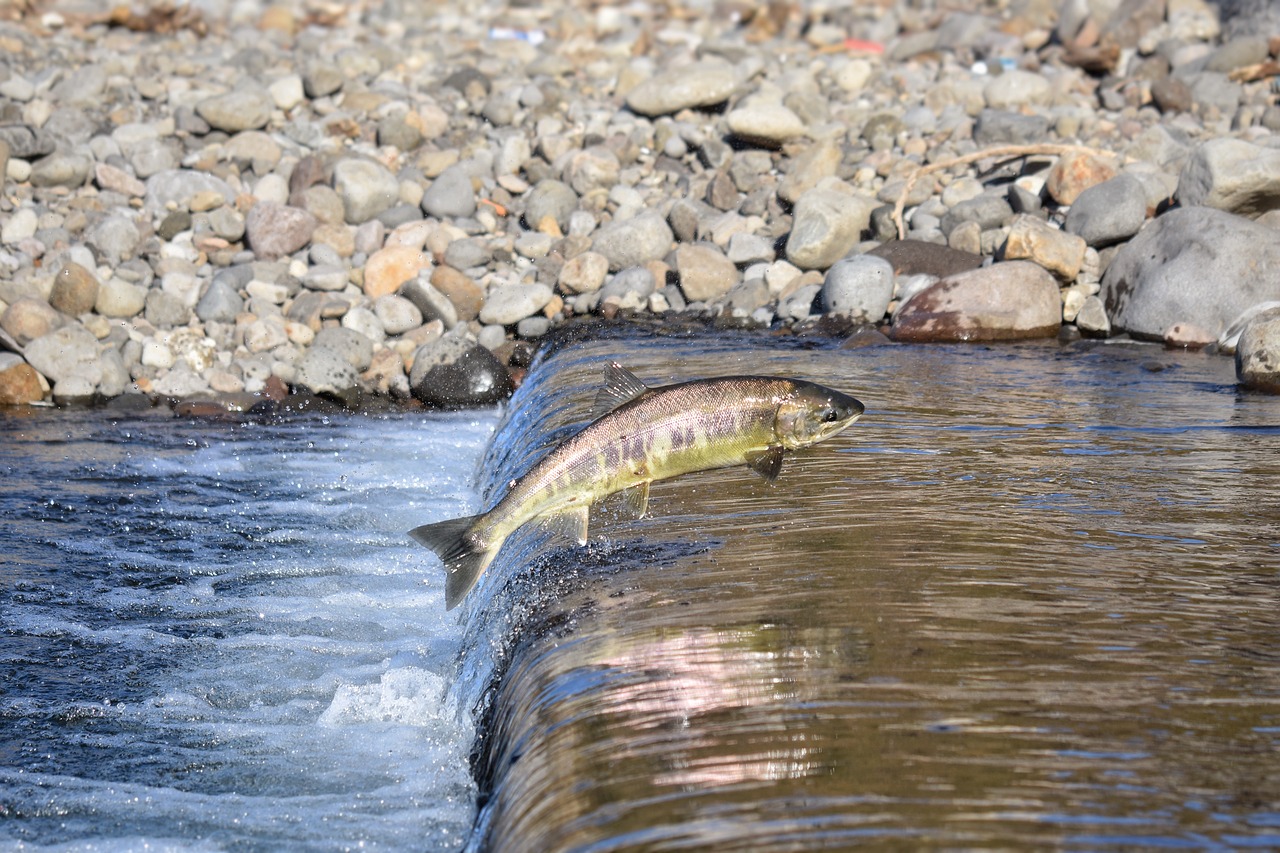 animal, nature, river