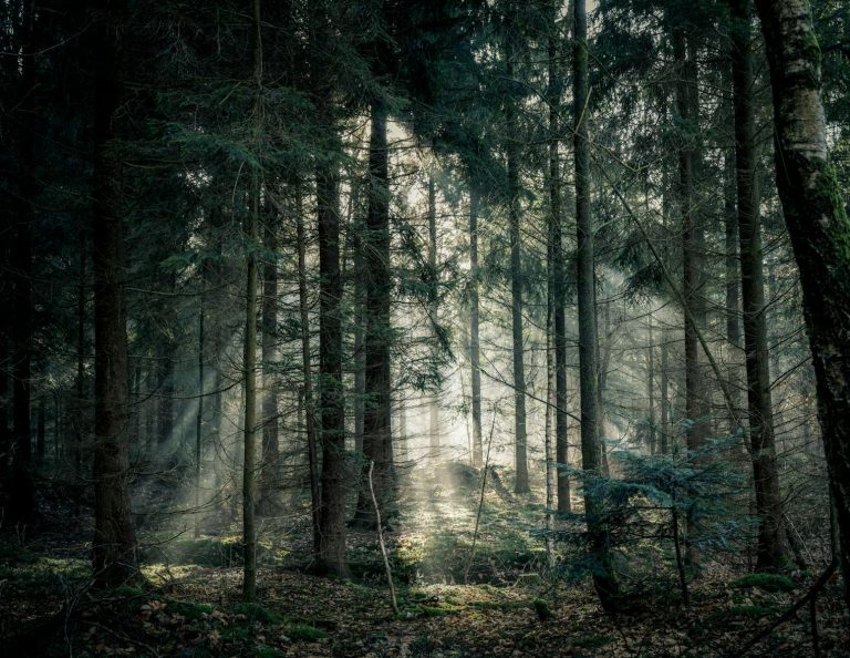 Grønne trær i en skog