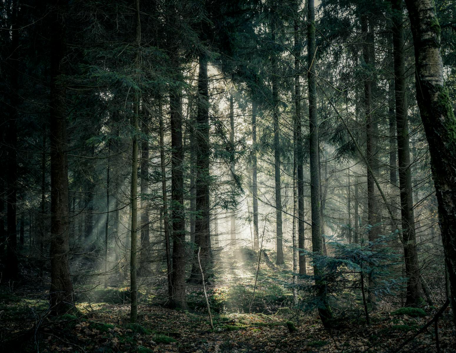 Grønne trær i en skog