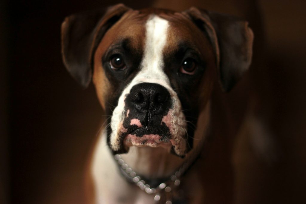 En hund som ser i kamera