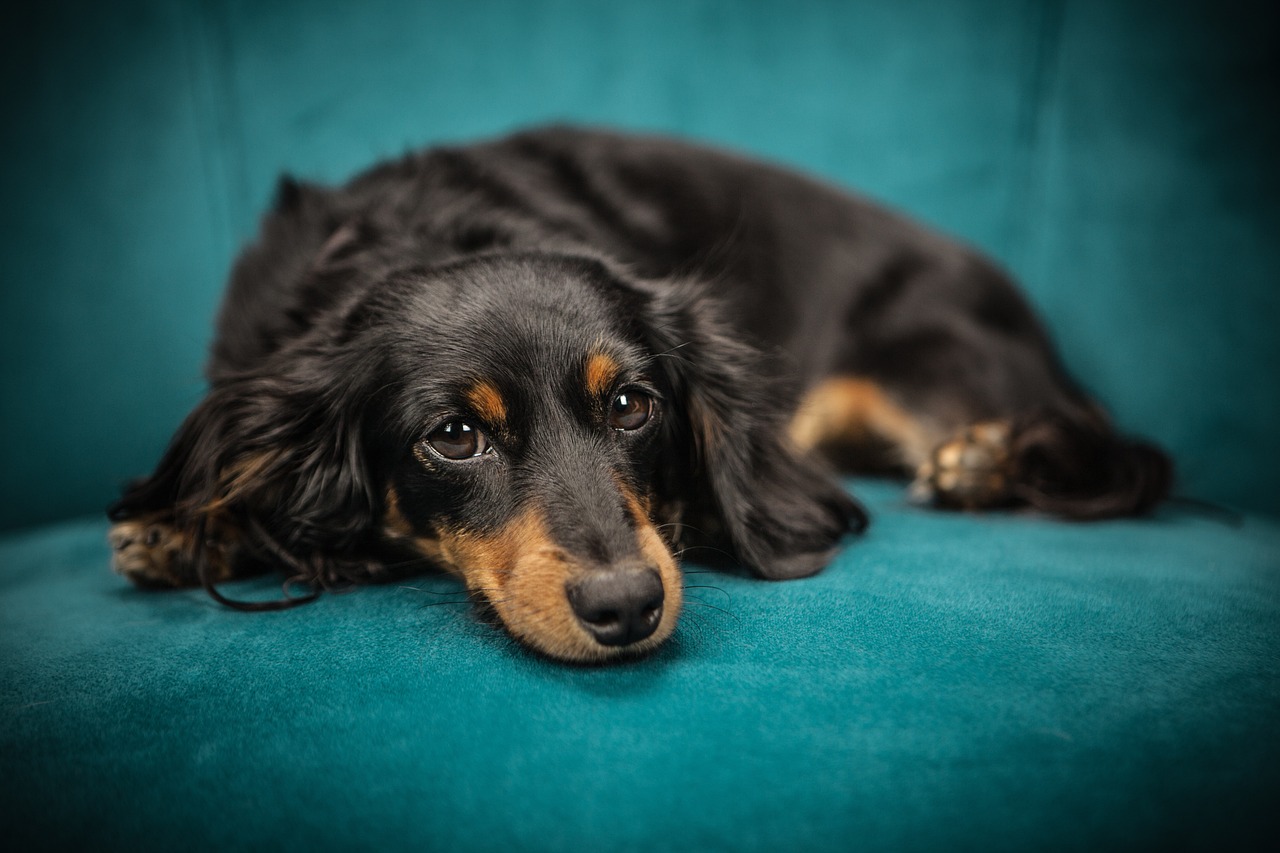 En hund som ligger på sofa