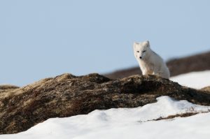 En fjellrev som står på en stein med hvit snø