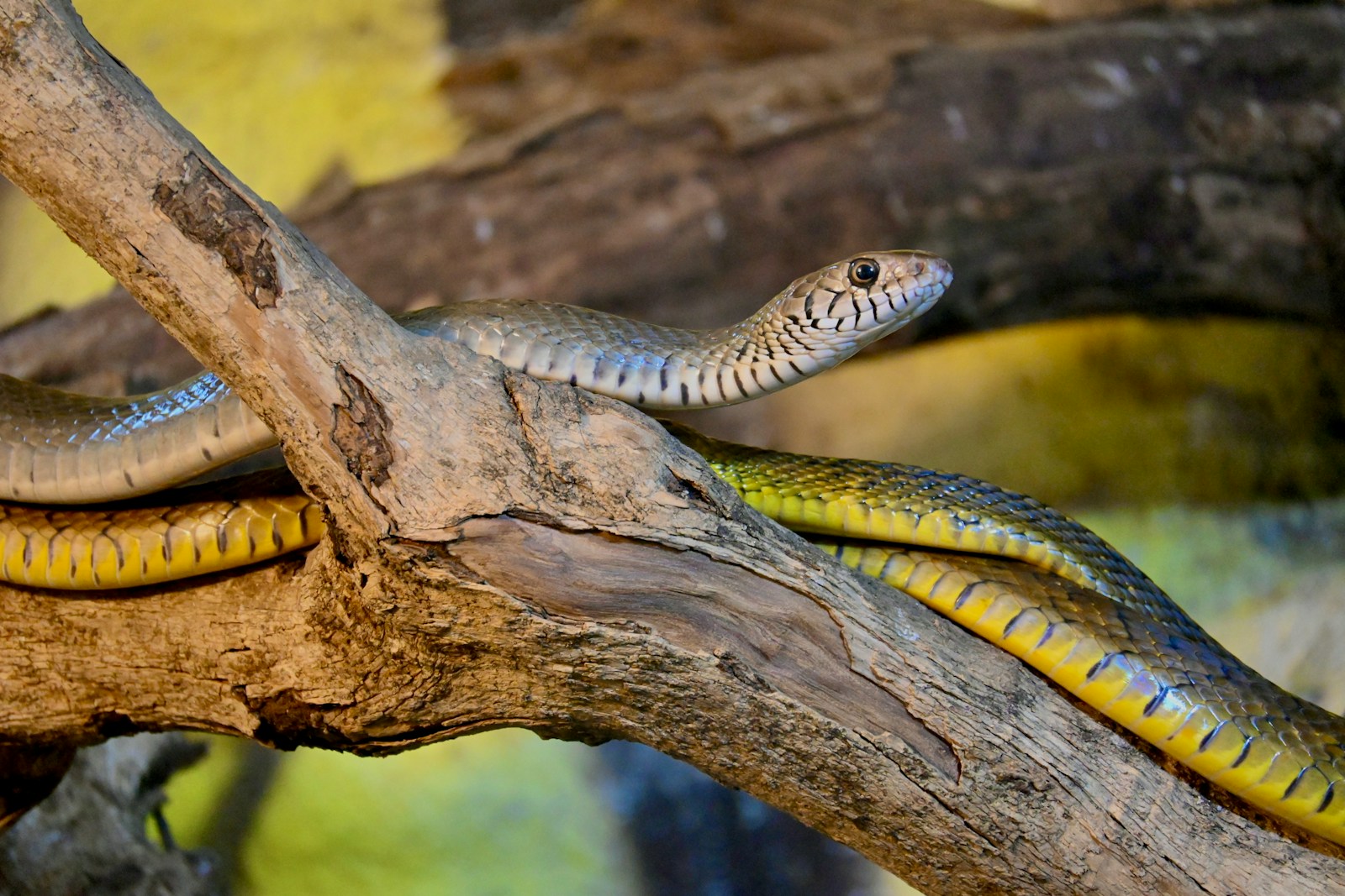 A yellow and black snake on a tree branch