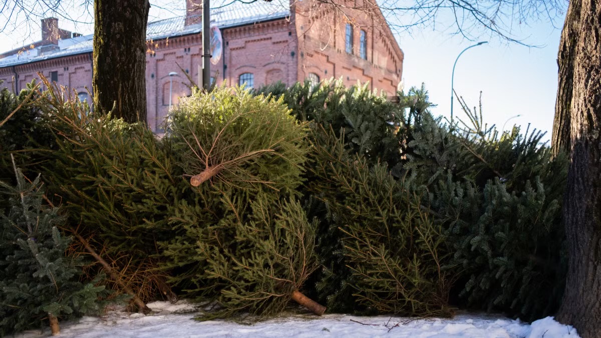 Trær som ligger nede